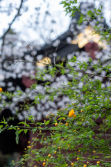 鎌倉2504　妙本寺18　祖師堂＆桜＆山吹