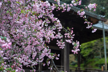鎌倉2504　妙本寺19　祖師堂＆海棠