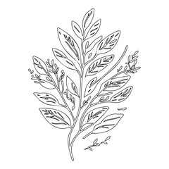 Botanical Line Art Illustration with Leafy Branch