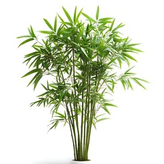 Lush Green Bamboo Plant in Bright Studio Environment with Soft Lighting and White Background