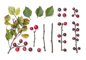 Colorful Arrangement of Red Berries, Green Leaves, and Twigs on White Background for Nature Studies
