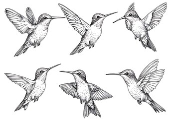 Fototapeta premium Detailed Sketches of Hummingbirds in Various Flying Poses for Nature Illustrations