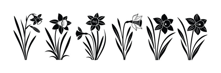 Daffodil flower silhouette isolated on a white background