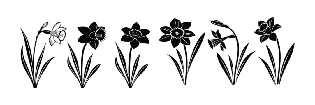 Daffodil flower silhouette isolated on a white background