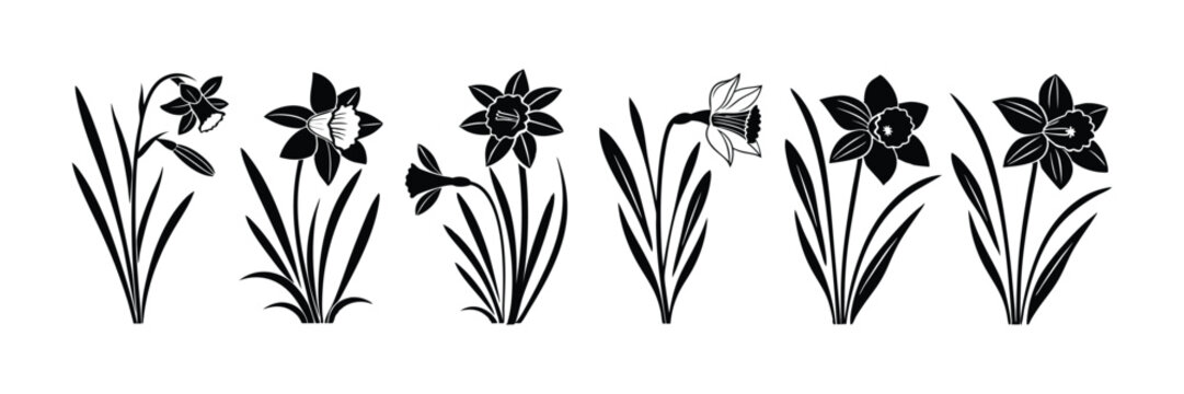 Daffodil flower silhouette isolated on a white background