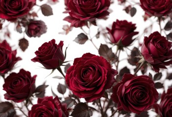  Dark Red Rose Transparency Digital Floral Asset