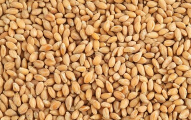 Fototapeta premium Close Up of Organic Wheat Grains, Healthy Food Texture, Brown Grain Background