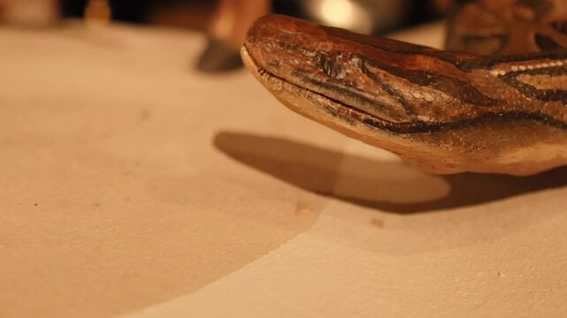 Close-Up of Python Head on Display