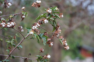 Cotton flowers blooming on the branch