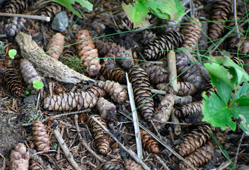 Multiple pine cones laying on the ground.