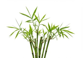 A small bamboo plant with green leaves and stalks isolated against a white background in a studio shot