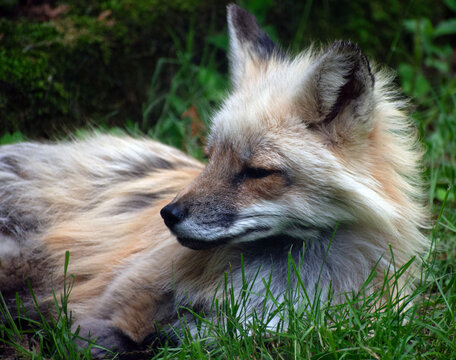 Close up of a red fox. 