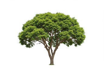 Isolated tree with green leaves and brown trunk on a white background in a studio shot