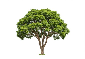 Fototapeta premium A single tree with green leaves and a brown trunk isolated against a white background in full view