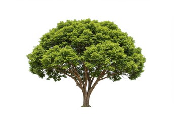 Isolated tree with dense green foliage and a thick brown trunk on a plain white background view