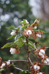 Cotton flowers blooming on the branch