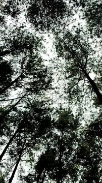 A portrait view of the tops of several pine trees swaying in the wind, with a white sky in the background.