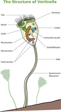 illustration of vorticella structure diagram