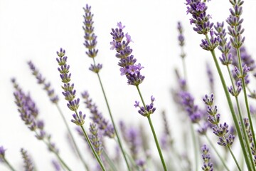 Naklejka premium Lavender Field in Bloom