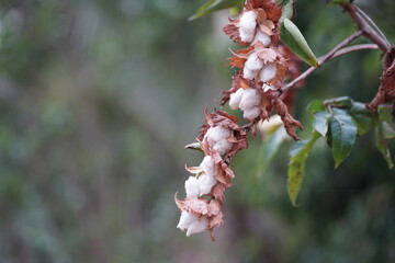 Cotton flowers blooming on the branch