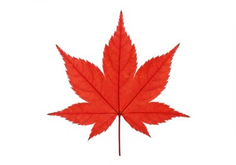 A vibrant red maple leaf with pointed lobes isolated against a white background in sharp detail