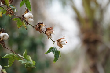 Cotton flowers blooming on the branch