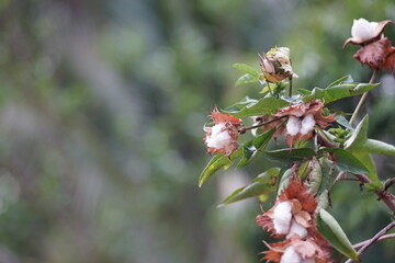 Cotton flowers blooming on the branch