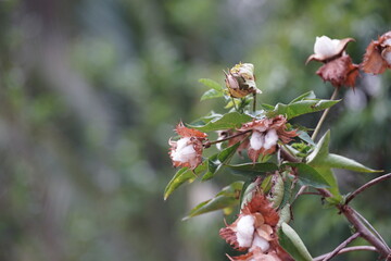 Cotton flowers blooming on the branch
