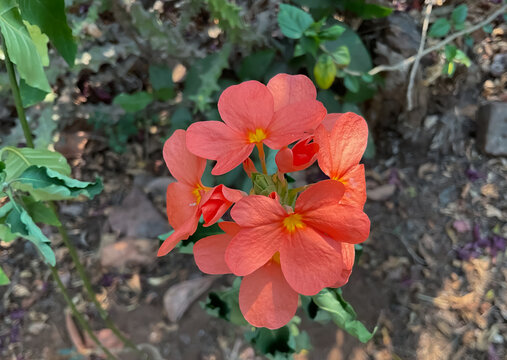firecracker flowers, is a species of flowering plant in the family Acanthaceae, Crossandra infundibuliformis, aboli 