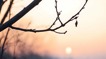 Bare Tree Branches At Sunrise