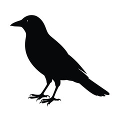 Jackdaw Silhouette Vector Art | Black and White Jackdaw Bird Illustration