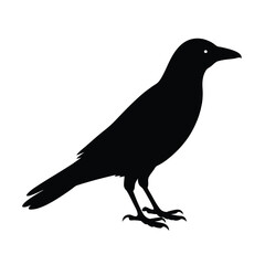 Jackdaw Silhouette Vector Art | Black and White Jackdaw Bird Illustration