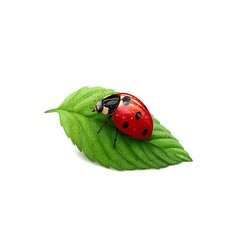 Cartoon ladybug exploring green leaf