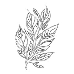 Elegant Botanical Leaf Branch Line Art Drawing