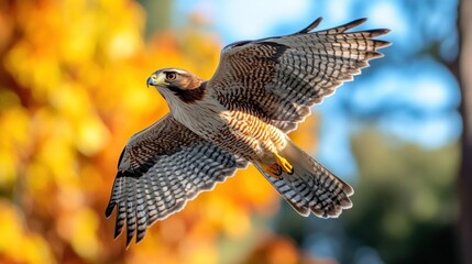 Majestic Red-shouldered Hawk in Flight Against Autumnal Backdrop