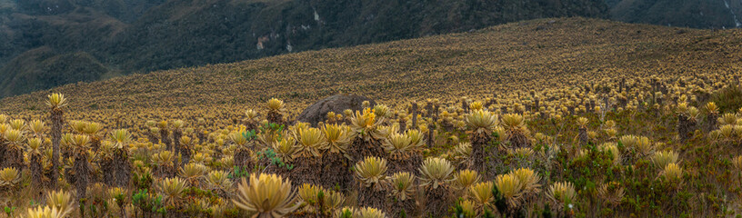 Panoramic with textures of beautiful frailejon plants in an Andean valley of the great mountains of...