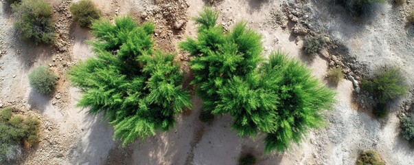 Lush Green Trees in an Arid Landscape Captured From Above