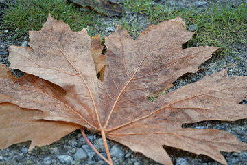 Fallen maple leaf on a gravel lot at Buntzen Lake during a fall season in Anmore, British Columbia, Canada