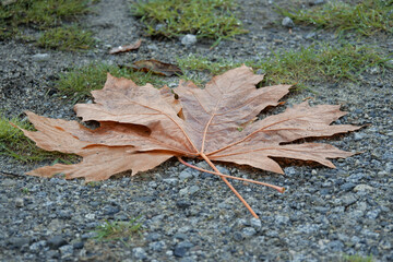 Fallen maple leaf on a gravel lot at Buntzen Lake during a fall season in Anmore, British Columbia, Canada