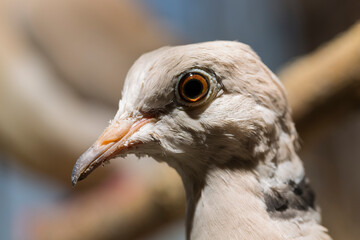 The African collared dove (Streptopelia roseogrisea). Keeping in captivity. A pet.