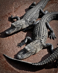 Alligator