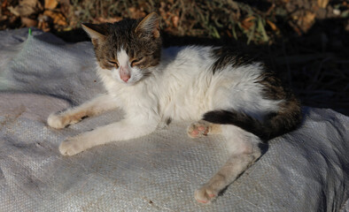 Feral pets. The cat is in the trash. The animal feeds on food waste.