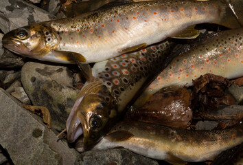 The Black Sea salmon. Salmo trutta labrax. Fishing in the mountain streams of Bulgaria. A bunch of fish on the ground.