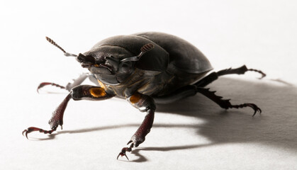 Lucanus cervus is the best-known species of stag beetle (family Lucanidae) in Western Europe. Imago, a female insect on, a white background.