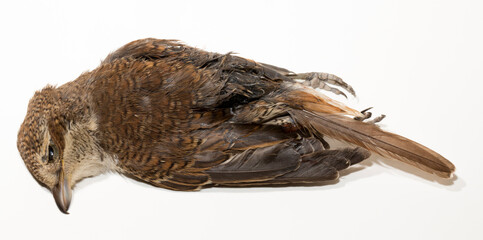Dead bird. Road wars - death of a  Shrike. Death from the car. The red-backed shrike (Lanius collurio) is a carnivorous passerine bird and member of the shrike Laniidae. Juvenile bird - female.