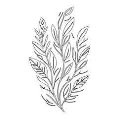 Delicate Foliage Illustration in Monoline Style
