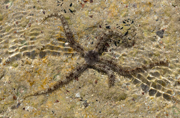 Ophiocoma scolopendrina in its natural habitat. African fauna of the Red Sea.