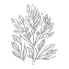 Botanical Line Art Illustration of Leaves Plant
