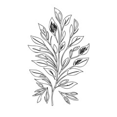 Botanical linear art with branch and leaves.