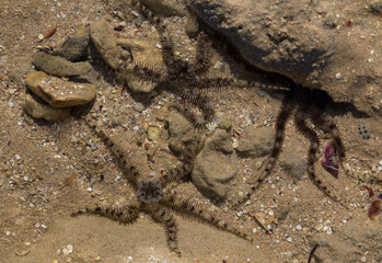 Ophiocoma scolopendrina in its natural habitat. African fauna of the Red Sea.